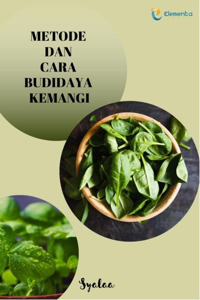 Metode dan Cara Budidaya Kemangi